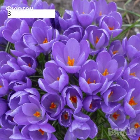 Луковици на Минзухар