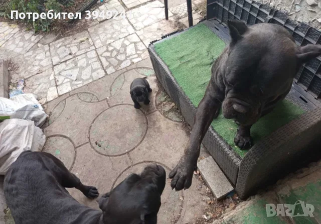 Кане Корсо Италиано, снимка 4 - Кане корсо - 56232629