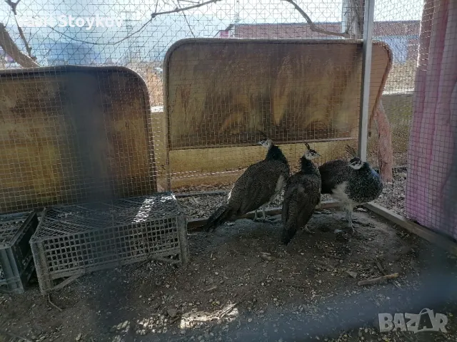 фенерлии и двукачулни, снимка 11 - други­ - 29392095