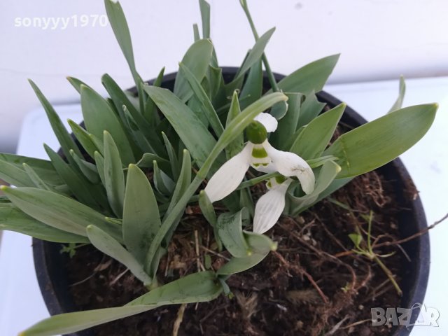 КОКИЧЕНЦА-ГРЪМ В САКЦИЯ 1902240804, снимка 2 - Градински цветя и растения - 44363362