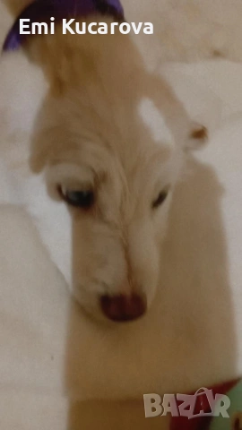 кучето е на пет месеца казва се Рафи ли е много игрив 