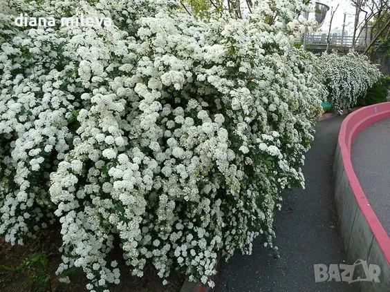 Спирея Майски сняг, Spiraea Vanhouttei, студоустойчива, снимка 1