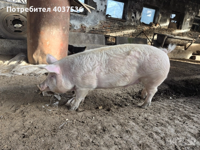 Домашно прасе за клане, снимка 8 - Прасета - 52843787