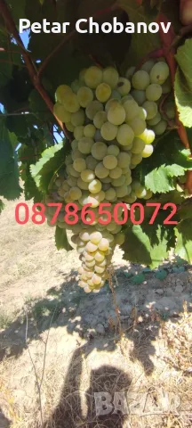 продавам каберне,ракацители и мерло , снимка 3 - Домашни продукти - 56403044