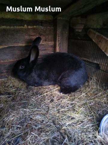 Zaici , снимка 11 - Други - 54212482