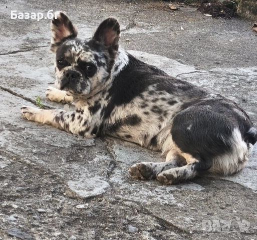 Флъфи френски булдог мерле женско 