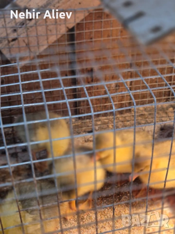 Продавам пилета и гъски, снимка 4 - Патици и гъски - 54177348