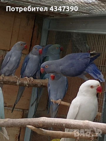 Малък Александър 