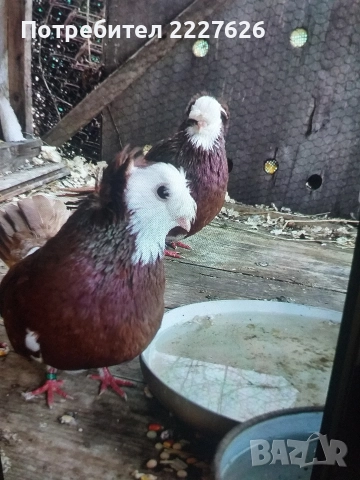 Белослатински двойно качулат, снимка 2 - Гълъби - 52689877