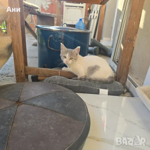 Котенце на 2 месеца и половина, снимка 2 - Други - 56341129