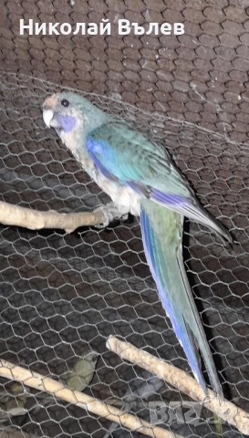 Розели,александри и пойни, снимка 1