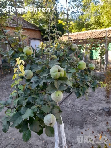 Продавам къща в село Бръшляница , снимка 13 - Къщи - 56443404