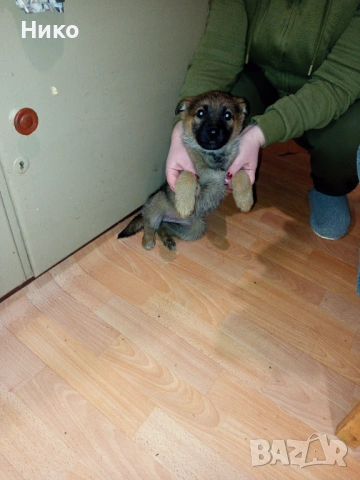 Женска немска овчарка, снимка 4 - Немска овчарка - 53155892