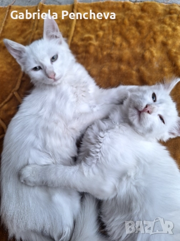 Подарявам котета на 4 месеца, снимка 1