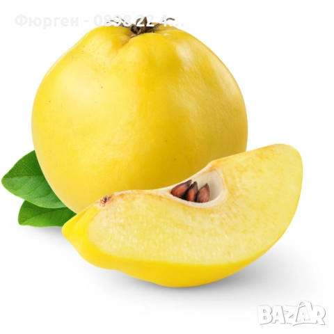 Дюля  - Фиданки, снимка 3 - Разсади - 52743534