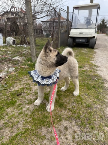 Американска акита , снимка 3 - Акита - 52944490