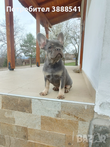 Елитни френски булдоци родени на 23.08.