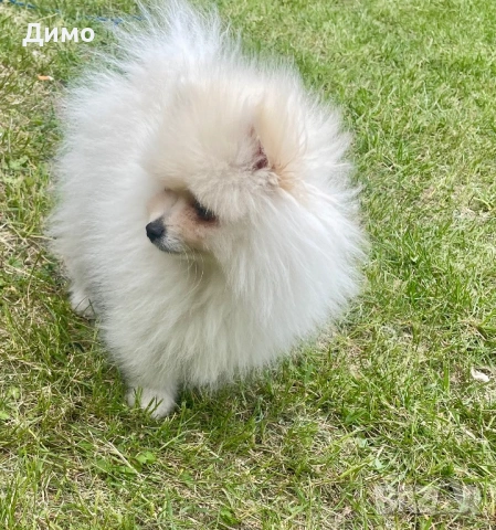Мъжки померан, снимка 5 - Померан - 54242429