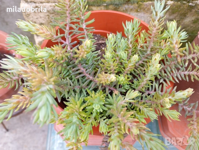 Сукуленти, снимка 2 - Градински цветя и растения - 54030582