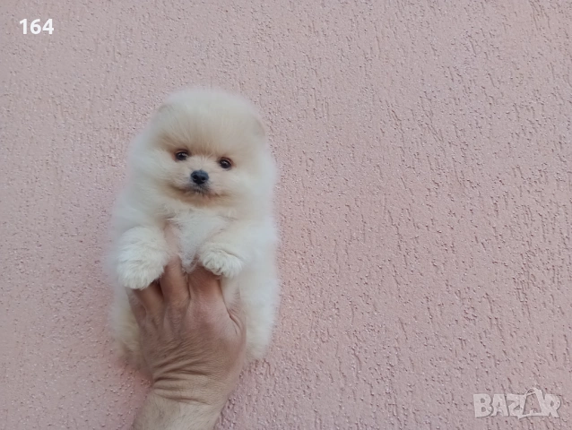 Женски Померан. Реални снимки!, снимка 3 - Померан - 54142046