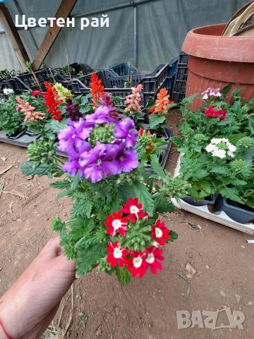 Вербена няколко цвята 