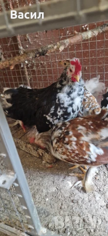 Млади петлета , снимка 6 - други­ - 51004870