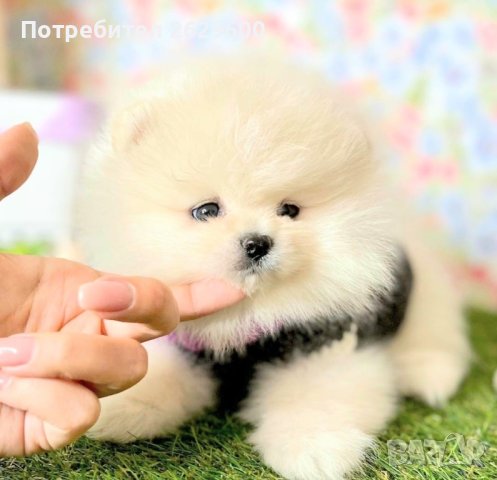 Мини Померанчета, снимка 1