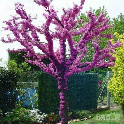 Семена от широколистни видове - Дъб Скоруша Бук Габър Еводия Албиция Пекан Лимон Глог Рожков