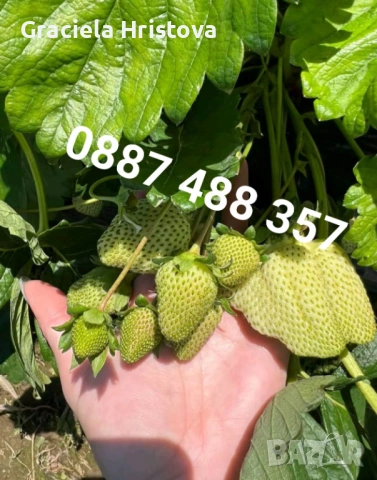 Продавам здрав разсад ягоди , снимка 10 - Градински цветя и растения - 53912419