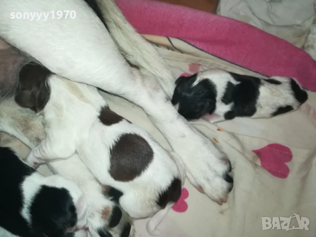 джак ръсел 1308251505, снимка 10 - Джак ръсел териер - 51353459