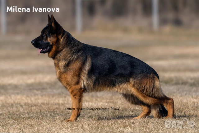 Немски овчарки от легитимен развъдник , снимка 2 - Немска овчарка - 53035640