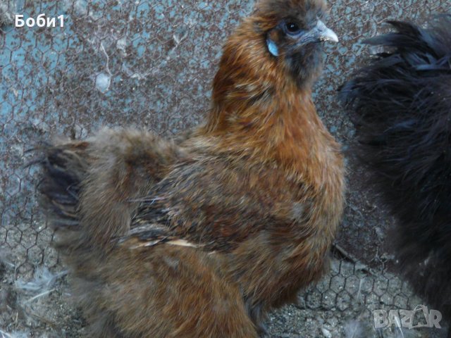 Яйца от копринки, снимка 6 - Кокошки и пуйки - 28681077