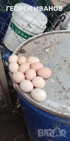 Домашни яйца, снимка 3 - Домашни продукти - 54176108
