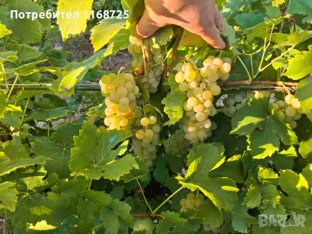 Мускат отонел грозде, снимка 5 - Градински цветя и растения - 55754825