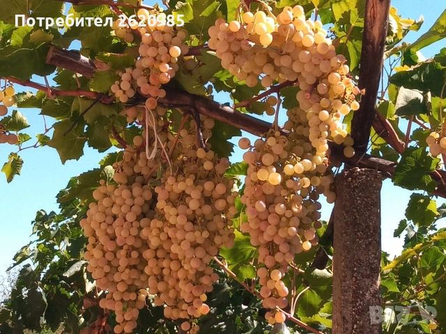 Лозов посадъчен материал , снимка 5 - Разсади - 53185674