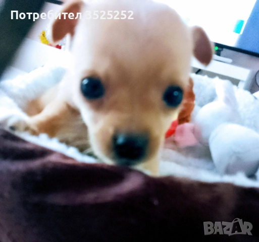 ПРОДАВАМ  ЖЕНСКО ПИНЧЕРЧЕ  НА 2- М. , снимка 3 - Пинчер - 52945918