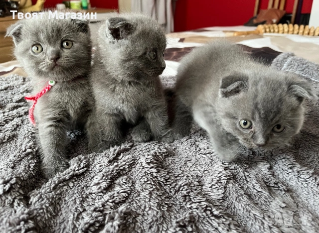 Малки шотландски клепоухи пухкави съкровища търсят своя нов дом! 🐾, снимка 6 - Британска късокосместа - 53889145