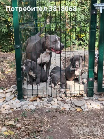 Американско Були / American Bully, снимка 3 - Други - 56542487