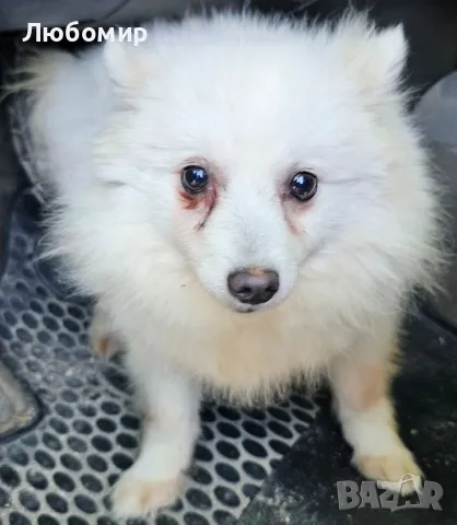 шпицове, снимка 1