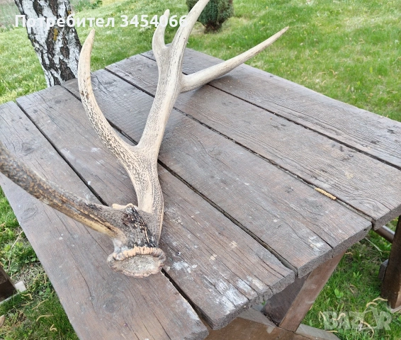 Еленови рога. , снимка 2 - Декорация за дома - 54265152