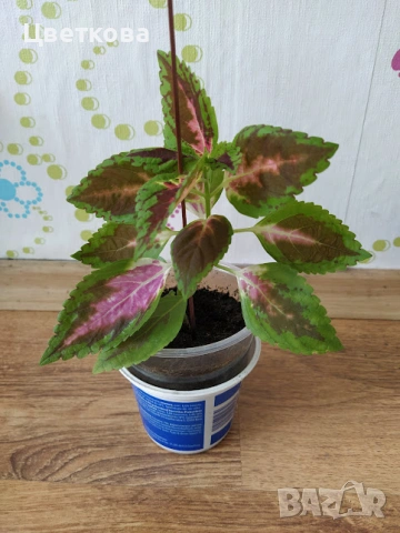  6 растения + подарък и отстъпка, снимка 2 - Стайни растения - 53926149