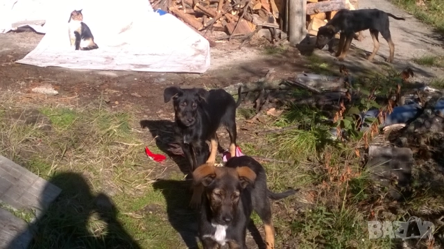 кученца, снимка 8 - Померан - 52187728