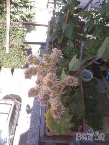 Дебелец, африканска роза, семпервивум, снимка 12 - Стайни растения - 29519881