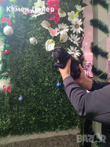 Френски булдог , снимка 10 - Френски булдог - 52957098