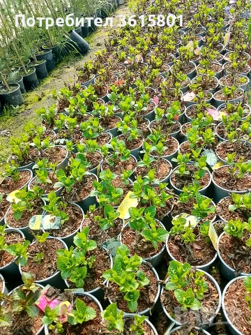 лавровишна , снимка 16 - Градински цветя и растения - 53971651