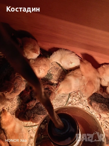 пилета катунски.. червена линия, сребърна линия, нюхемпшир , снимка 6 - Кокошки и пуйки - 54051096