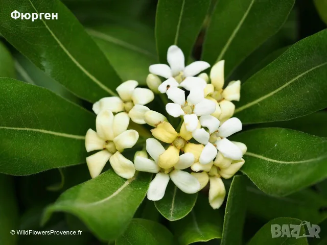 Питоспорум (Pittosporum) – Вечнозелена елегантност и неповторим аромат