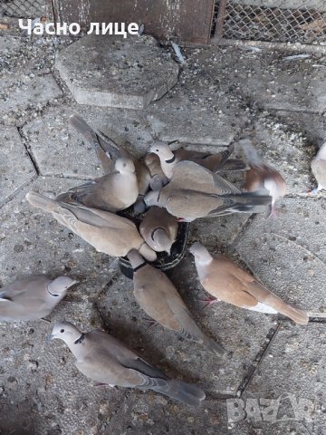 смеищисе гугутки на едро и дребно , снимка 4 - други­ - 14319229