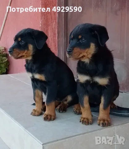 Продавам ротвайлери, снимка 2 - Ротвайлер - 55800276