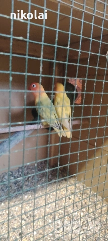 Двойка Неразделки 